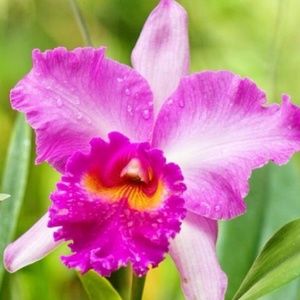 Meet your Posher, Silvia